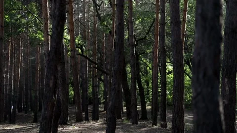 Beautiful pine forest in sunbeams on a warm summer day. Video stock 158172132