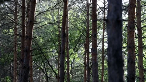 Beautiful pine forest in sunbeams on a warm summer day. Video stock 158172196
