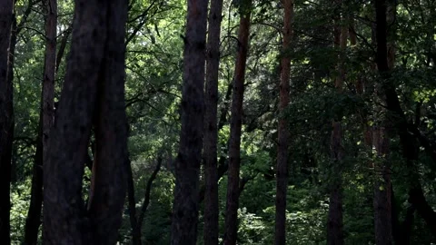 Beautiful pine forest in sunbeams on a warm summer day. Video stock 158172260