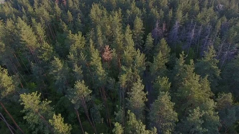 Beautiful pine forest at sunset. Aerial view Stock Footage 75304597