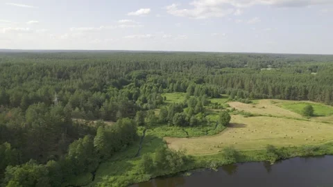 Beautiful pine forest at sunset. Aerial Drone Footage Video stock 243625841