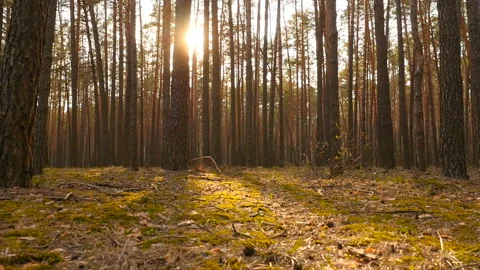 Beautiful pine forest at sunset. Bright sun rays shine through the trees Stock Footage 119828479