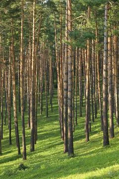 Beautiful pine forest with walking paths and bird houses Foto stock