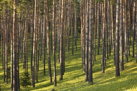 Beautiful pine forest with walking paths and bird houses 写真素材