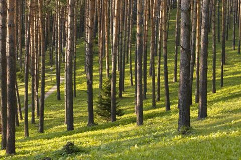 Beautiful pine forest with walking paths and bird houses Foto stock