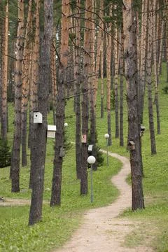 Beautiful pine forest with walking paths and bird houses Foto stock