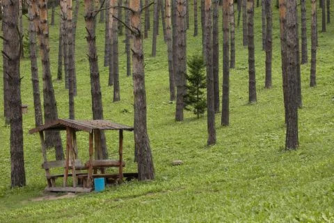 Beautiful pine forest with walking paths and bird houses Stock-Fotos