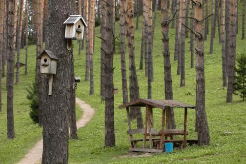 Beautiful pine forest with walking paths and bird houses Stock Photos