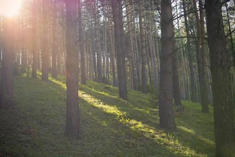 Beautiful pine forest with walking paths and bird houses Foto stock