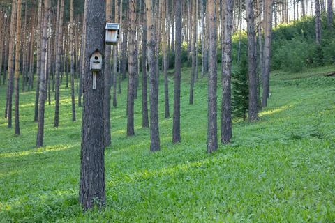 Beautiful pine forest with walking paths and bird houses Stock Photos