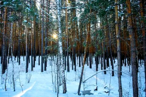 Beautiful pine forest in winter time at sunset with sun ray through the trees Stock Photos