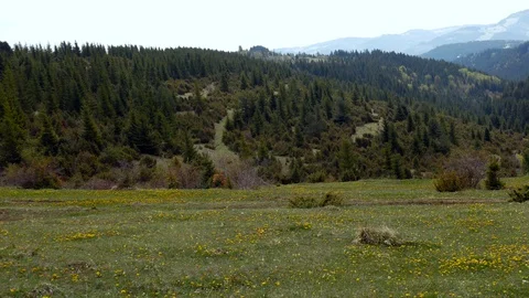 Beautiful pine forests with green flowering meadows pan shot at springtime Stock Footage 130010345