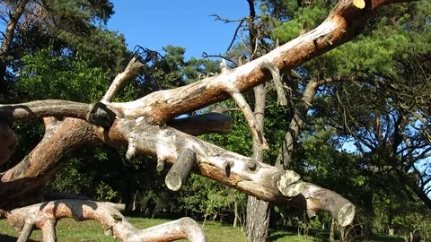 A beautiful pine has fallen. Beautiful firs, pines in the background. Stock Footage 235360234