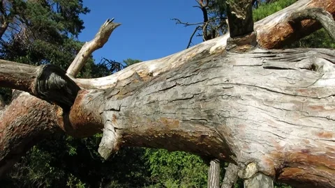 A beautiful pine has fallen. Beautiful firs, pines in the background. Stock Footage 236118585