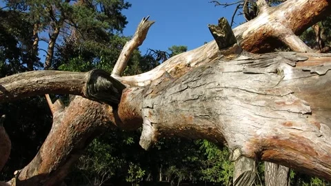 A beautiful pine has fallen. Beautiful firs, pines in the background. 스톡 동영상 237029290