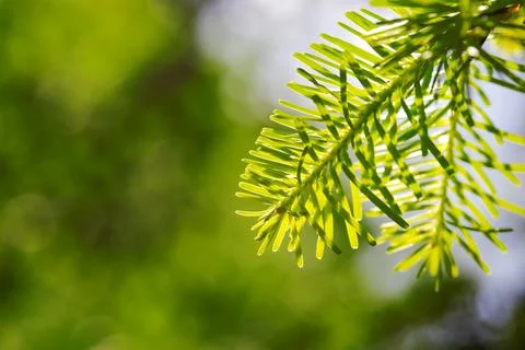 Beautiful pine leaf from turkey Stock Photos