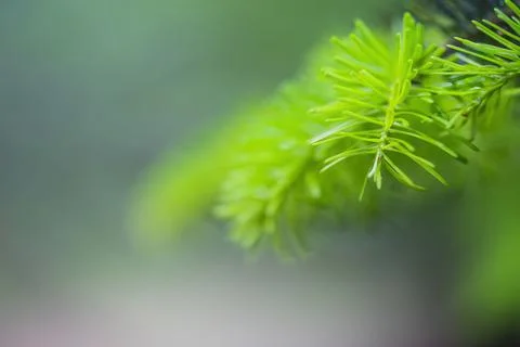 Beautiful pine leaf from turkey Stock Photos