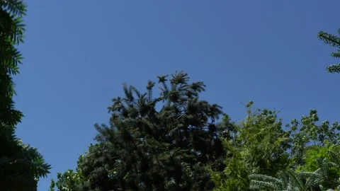 Beautiful pine needles of Japanese pine Pinus parviflora Glauca in garden. Stock Footage 134042298