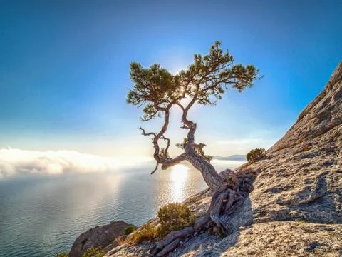 Beautiful pine on the rock. Stock Photos