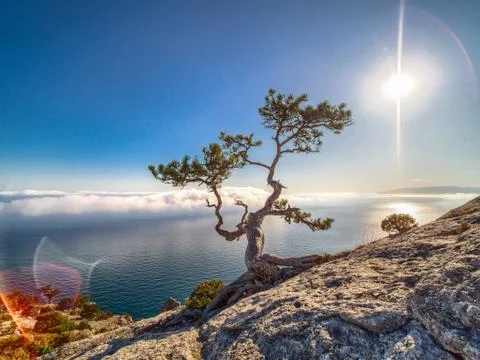 Beautiful pine on the rock. Stock Photos