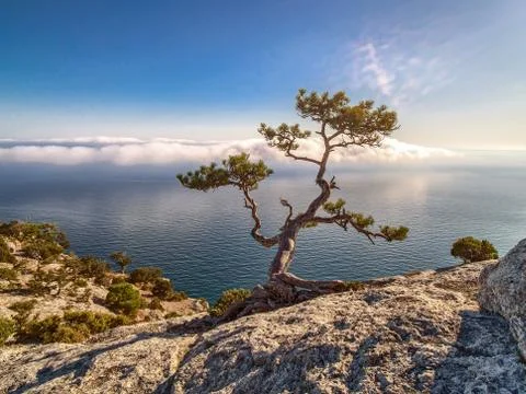 Beautiful pine on the rock. Stock Photos