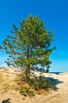 Beautiful pine on a sand dune Stock Photos