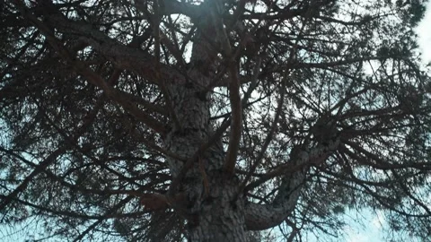 Beautiful pine. Sunlight breaks through the branches of a tree. The camera moves Stock Footage 189397683