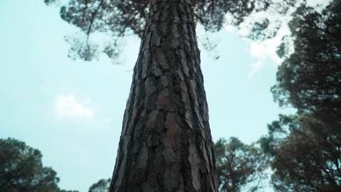 Beautiful pine. Sunlight breaks through the branches of a tree. The camera moves Stock Footage 191487935