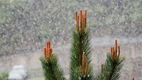 Beautiful pine tree against the backdrop of falling snow. slow motion Stock Footage 326873166