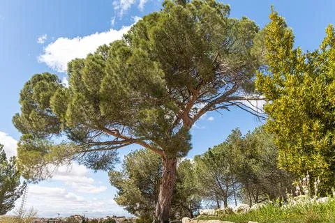 A beautiful pine tree against a clear blue sky on a sunny day Stock Photos