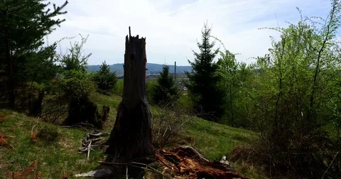 Beautiful Pine Tree And City on Background Stock Footage 79144941