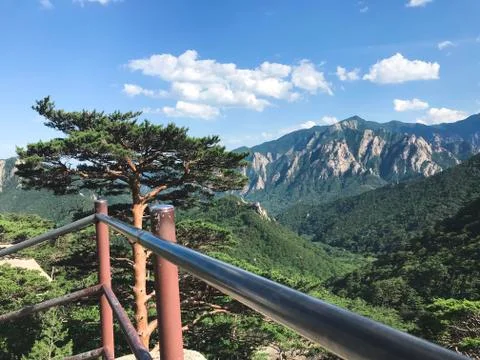 Beautiful pine tree and high mountain on the background. Seoraksan National P Stock Photos