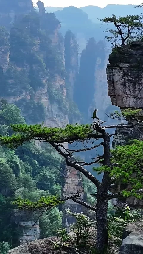 Beautiful Pine Tree and Towering Rock Formations Zhangjiajie Hunan China Stock Footage 345731666