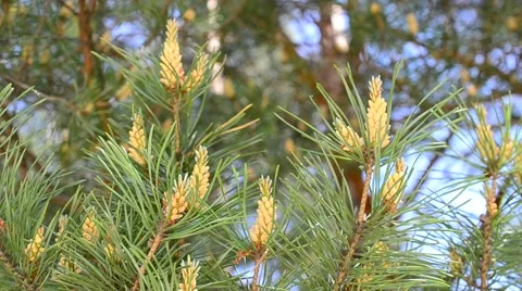 Beautiful pine tree blossom blown by breeze Stock Footage 50949000