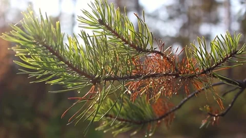 Beautiful pine tree branch. Stock Footage 168715284
