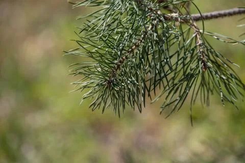 Beautiful pine tree branch in spring. Pine branches on grass background Stock Photos