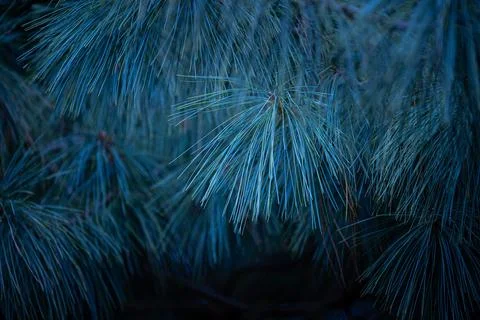 Beautiful pine tree branches with long spikes. Stock Photos
