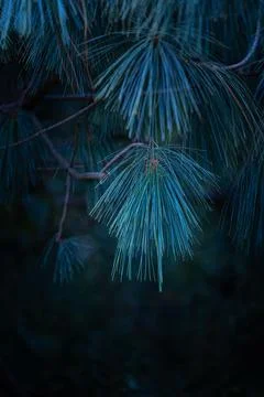 Beautiful pine tree branches with long spikes. Stock Photos