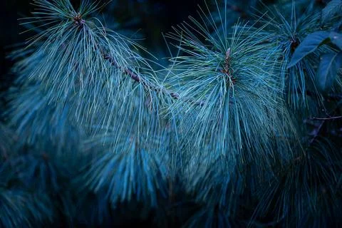 Beautiful pine tree branches with long spikes. Stock Photos