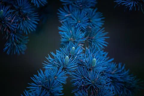 Beautiful pine tree branches with short spikes. Stock Photos