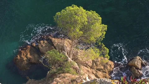 Beautiful pine tree on the coastline cliff Stock Footage 273215644