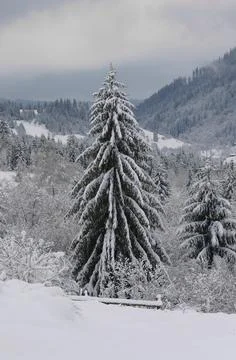Beautiful pine tree covered with snow on Carpathian mountains in Ukraine Stock Photos