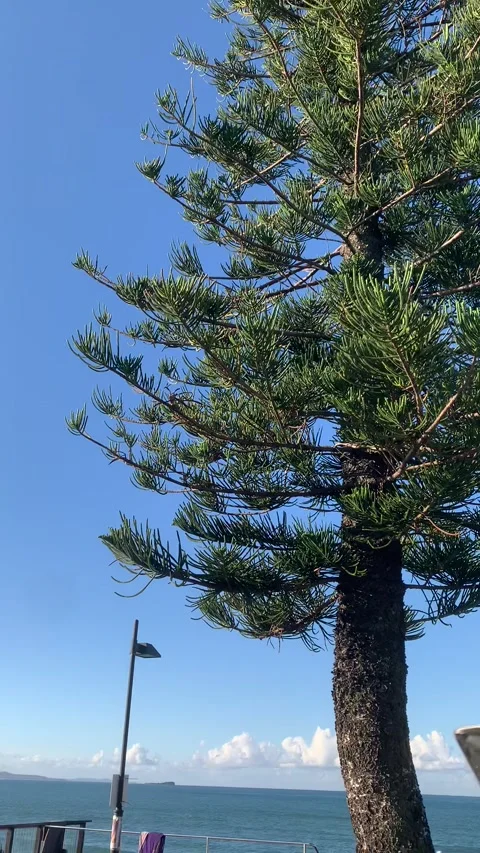 A Beautiful Pine Tree Stock Footage 295022186