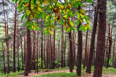 Beautiful pine-tree forest in Alsace mountains, autumnal colors Foto stock