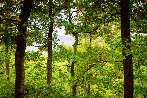 Beautiful pine-tree forest in Alsace mountains, autumnal colors Foto stock