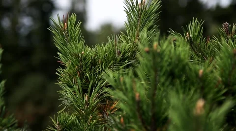 Beautiful pine tree in the forest close-up Stock-Footage 46515096