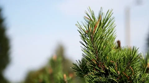 Beautiful pine tree in the forest close-up 库存影片 46515518