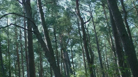 Beautiful pine tree forest in daytime sunny day, blue sky seen from tree top Stock Footage 231477548