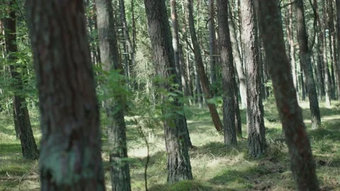 Beautiful pine tree forest in daytime sunny day, blue sky seen from tree top Video stock 231924642