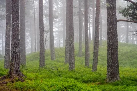 Beautiful pine tree forest in the mist Stock Photos